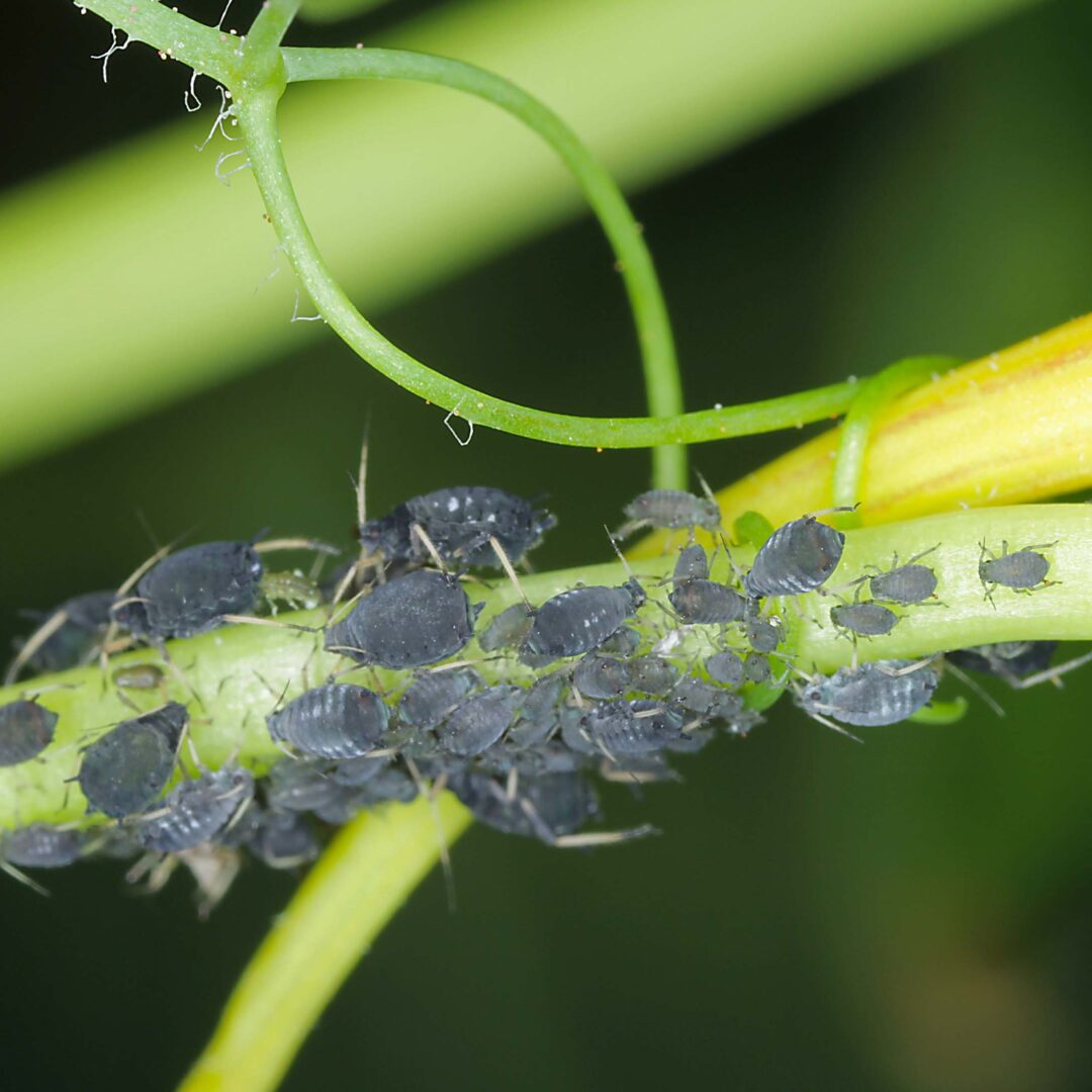 Aphids on plant stem Aphids pests on plant neem oil