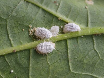 Huile de neem contre les Cochenilles farineuses sur une feuille