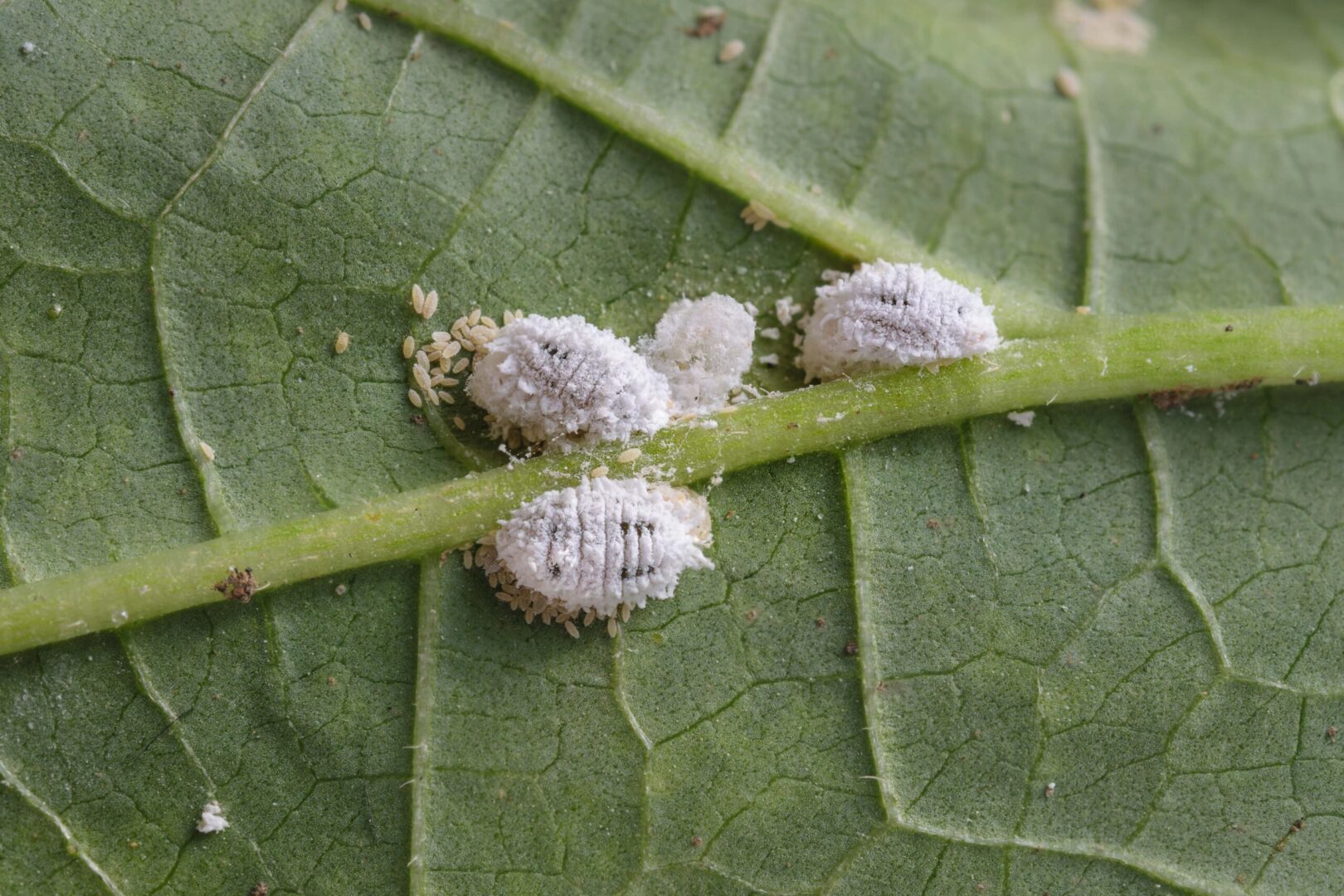 Huile de neem contre les Cochenilles farineuses sur une feuille