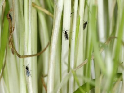 Fliegen Schädlinge fungus gnats on plants
