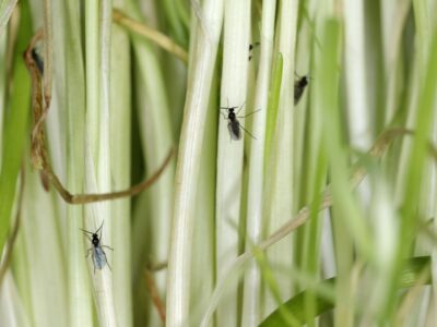 moucherons sur les plantes