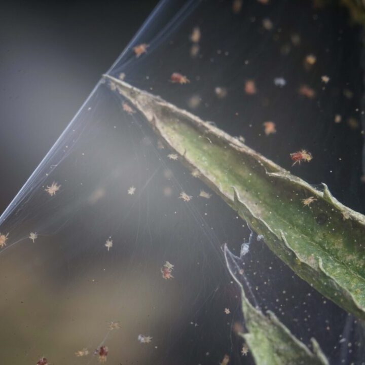 Spider mites pests on plant neem oil