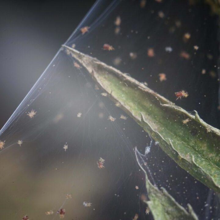 Spider mites on plant stem Spider mites pests on plant neem oil