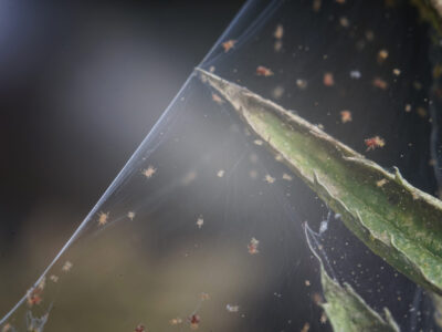 Spinnmilben Schädlinge auf Pflanze Neemöl