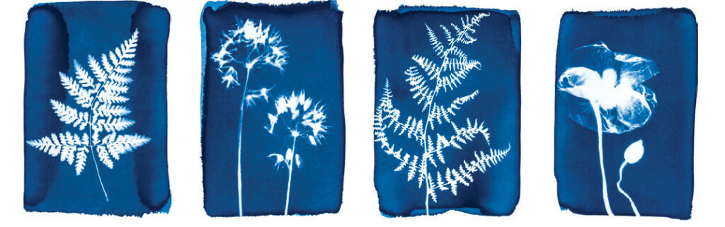 BotanopBotanopia Cyanotype afdrukken met planten, bladeren en bloemen - Cyanotype wenskaartenia Cyanotype prints with plants, leafs, and flowers - Cyanotype greeting cards