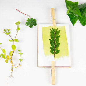 Cyanotype voor blootstelling aan de zon Botanopia Cyanotype in lijst met planten en bladeren vóór blootstelling aan zonlicht op witte achtergrond