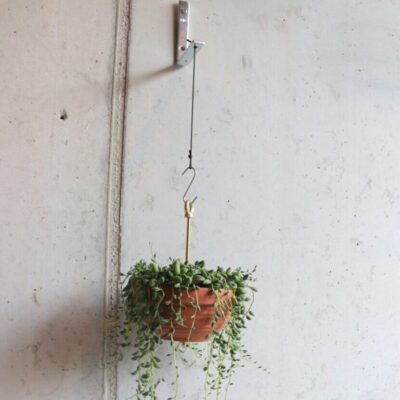 Botanopia plantenhanger Bolty op grijze muur