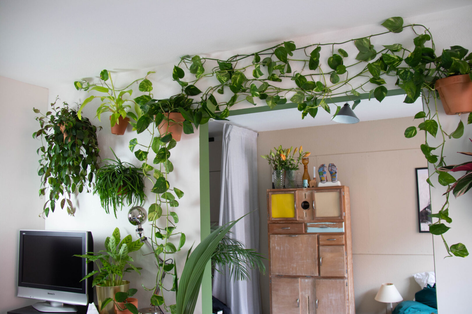 plants hanging on living room wall