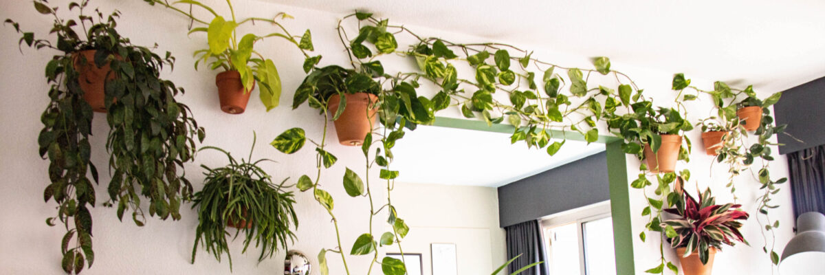 Botanopia plantenwand met klim- en hangplanten met Clippy