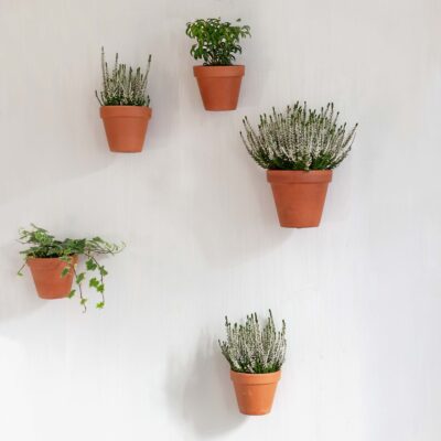 Botanopia wandmontage Kit Clippy met 5 planten op witte muur