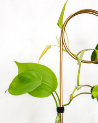Botanopia - plant velcro to attach your plant to your plant stake