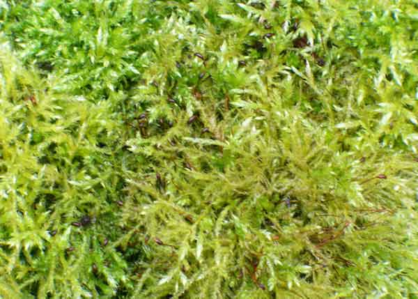 untangling and repotting a root bound plant in sphagnum moss + the