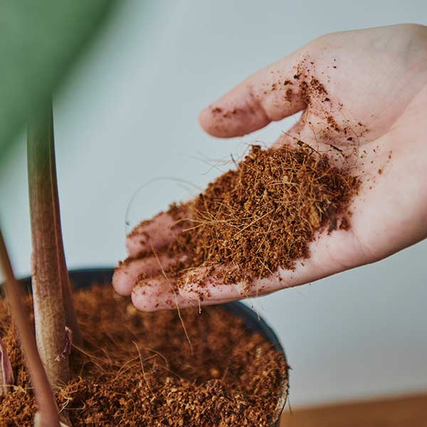 Eine Hand, die Kokosnusskokos in einem Pflanztopf hält Botanopia