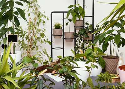 different types of indoor plants