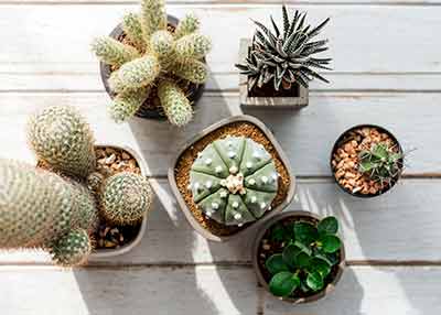 Cacti and succulents