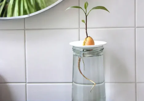 A cute avocado growing on a porcelain germination plate with the roots in the water, by Botanopia
