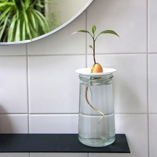 Growing plants in water