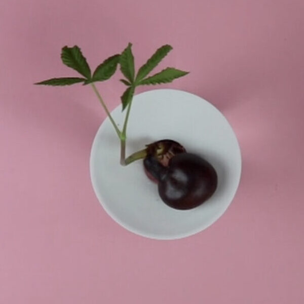 A growing chestnut seed propagated on a Botanopia propagation plate