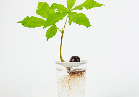 A growing chestnut seed propagated on a Botanopia propagation plate