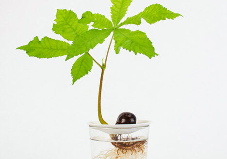 A growing chestnut seed propagated on a Botanopia propagation plate
