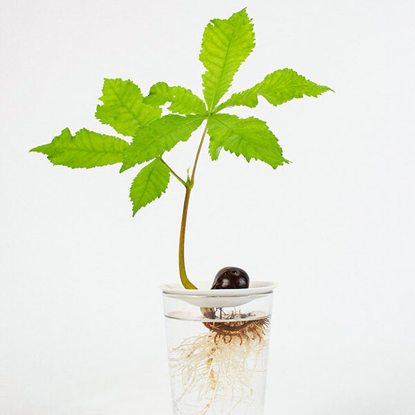 A growing chestnut seed propagated on a Botanopia propagation plate