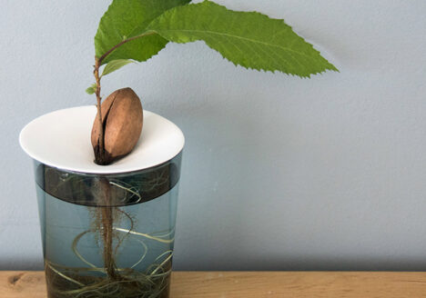 A growing chestnut seed propagated on a Botanopia propagation plate