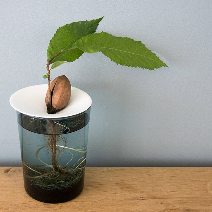 A growing chestnut seed propagated on a Botanopia propagation plate