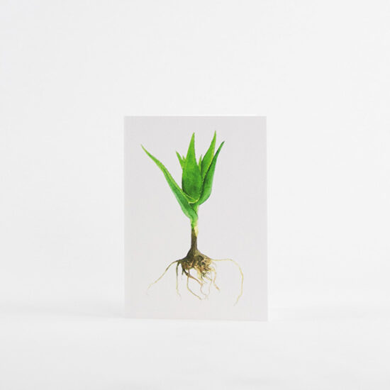 Cactus cards with enveloppe candelabra aloe by Botanopia