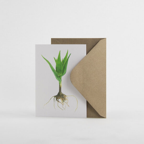 Cactus cards with enveloppe candelabra aloe by Botanopia