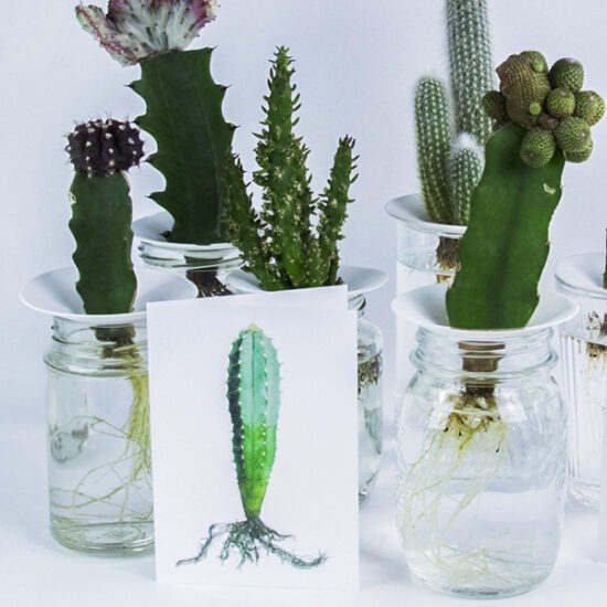 Cactus cards with enveloppe pilosocereus by Botanopia
