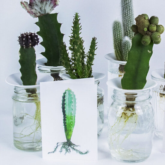 cactus kaarten met envelop pilosocereus bij Botanopia