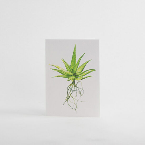 Cactus cards with enveloppe spotted aloe by Botanopia