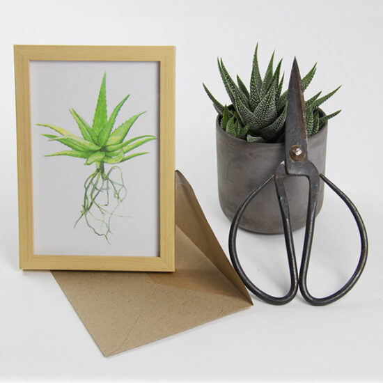 Cactus cards with enveloppe spotted aloe by Botanopia