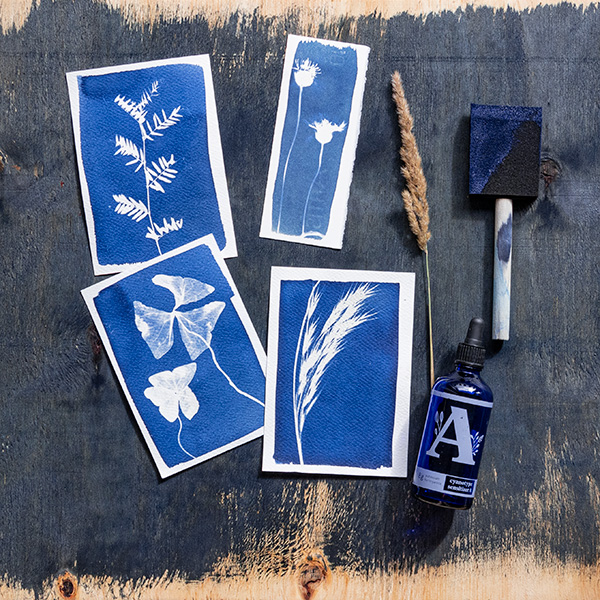 Finished cyanotype botanical prints