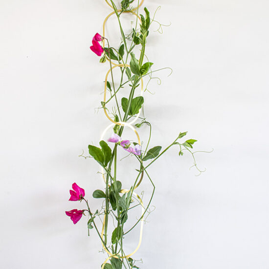 Sweet Peas growing along our brass chain from the Blooms Seeds Mix