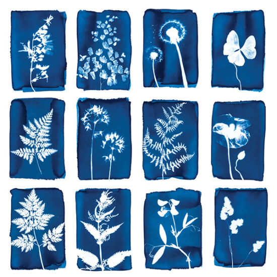 12 cartes de voeux en cyanotype par Botanopia