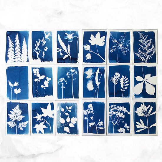 Cyanotype kit results by Botanopia