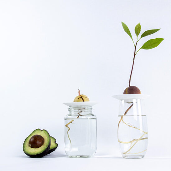 Germination plate avocado growing by botanopia