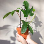Mini Plant Stake Perch in Black