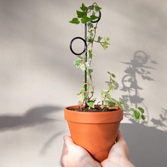 Kleine plantensteunen zwart met Botanopia