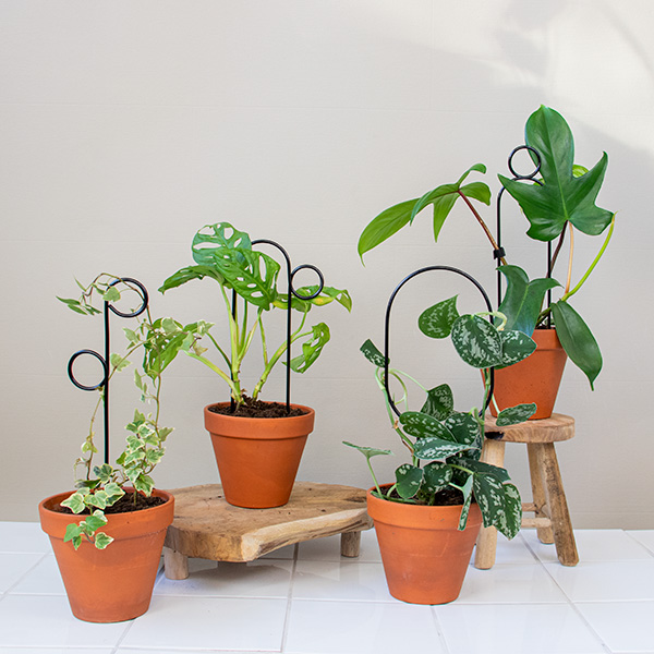 Kleine plantensteunen zwart met Botanopia