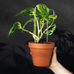 Bump, mini support 30cm doré pour plantes
