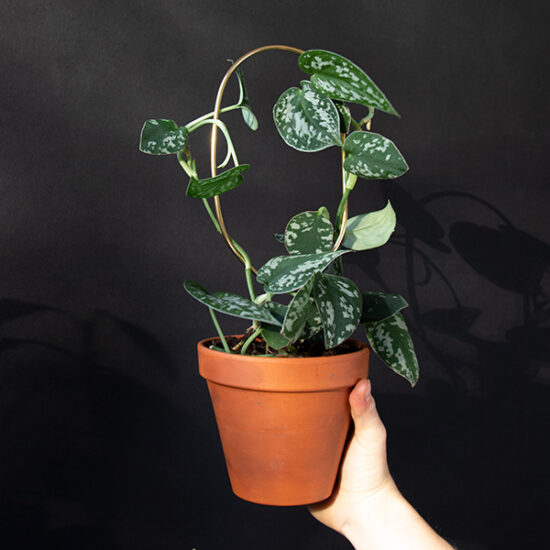 Hoop, petit support en aluminium recyclé laiton doré - Botanopia