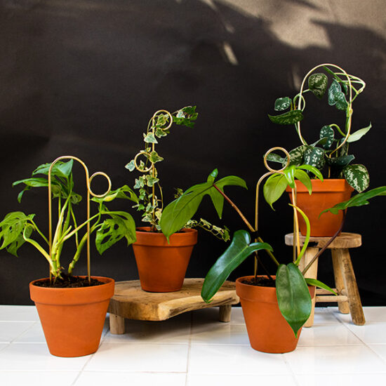 Houseplant Support Stake - The Bobby Pin – Plantquility Houseplants