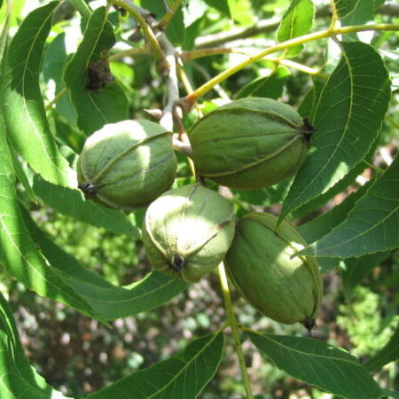 Pecan2 A pecan tree