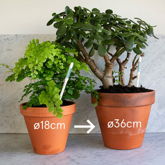 SUStee watermeter voor je planten maat L bij Botanopia