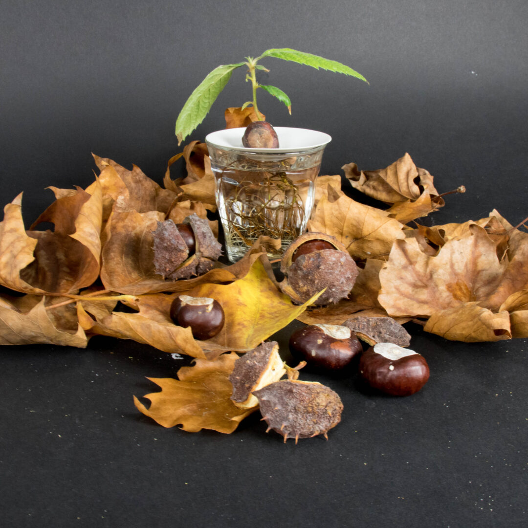 newsletter botanopia-33 growing chestnuts in water