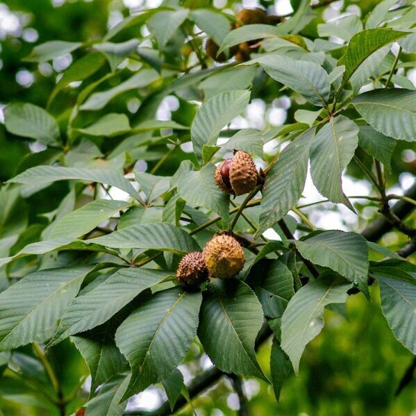 A chestnut tree by Yoksel Zok