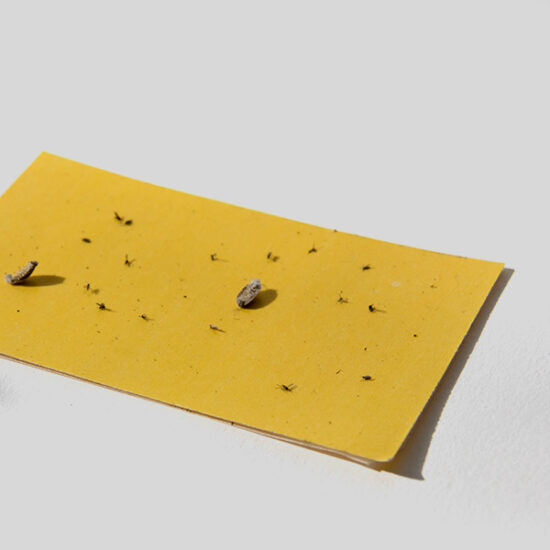 Botanopia sticky paper goodie