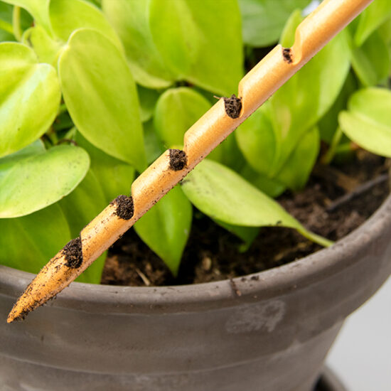 Soil Moisture Meter  Plant Water Checker – Backyard Botanist